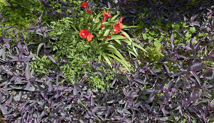 flowers around house