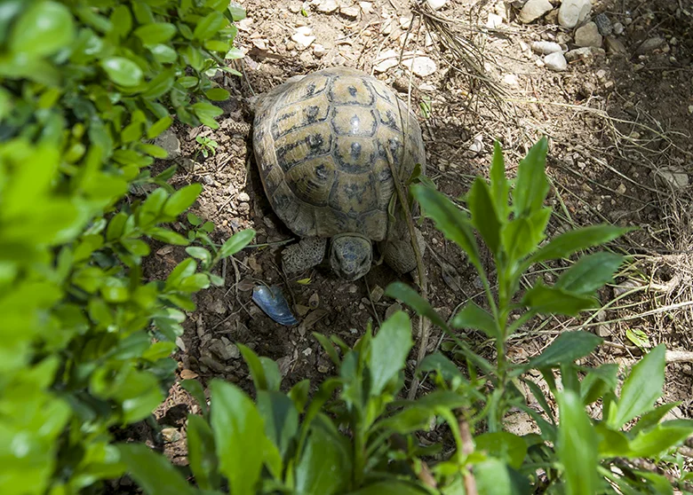 Schildkrote in der Garten