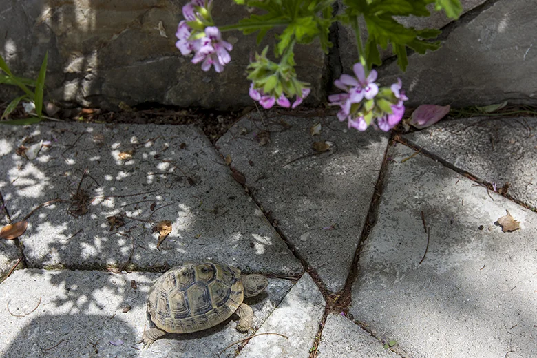 Schildkrote wie Haustiere