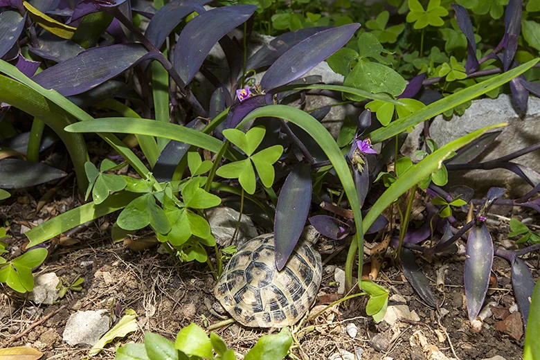 viele Schildkrote in der Garten