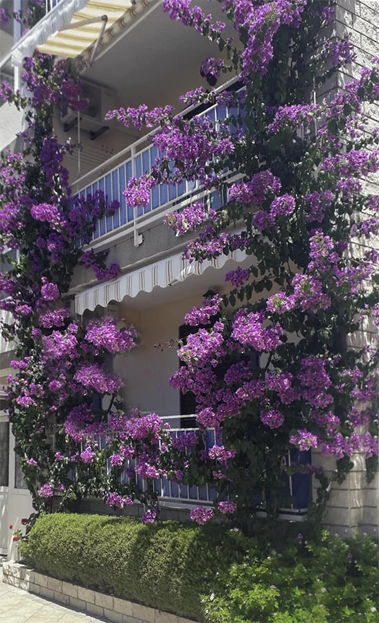 House in flowers