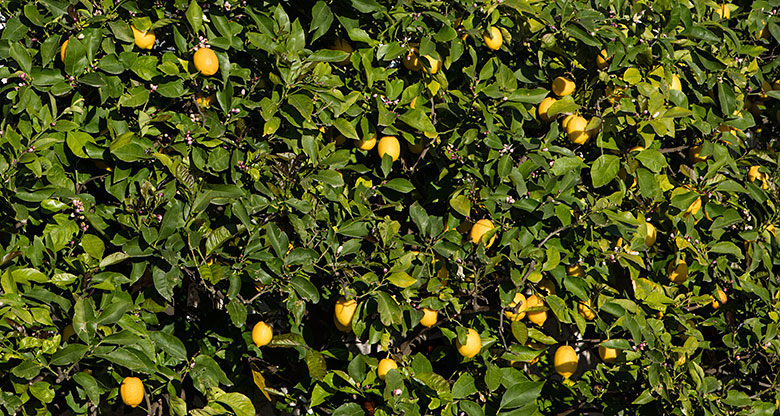 Brela Soline, lemos in the garden of apartments Lale, owner Dražen Filipović