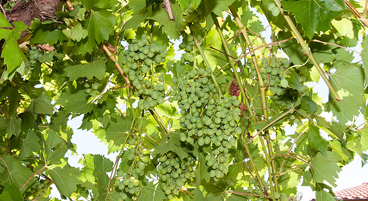 apartments Pikolo, Brela - grape