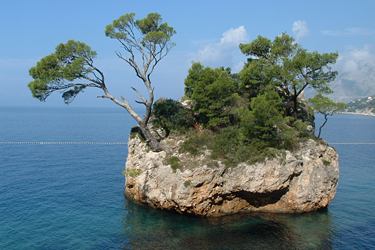 most popular stone and pinetree in Croatia - am bekanntes Stein und Pinien in Kroatien