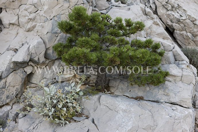 Small tree growing from the stone