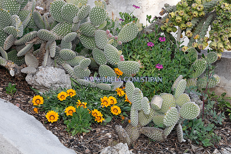 flowers in garden - apartments Stipan, Brela