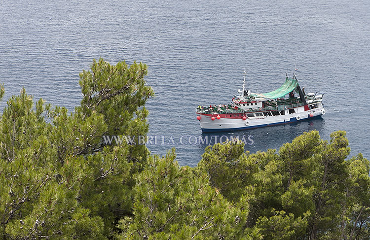 tourist excursions boat