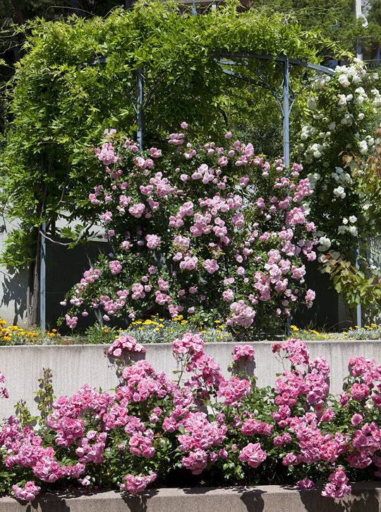 Vila Antonio, Brela - arbor in roses